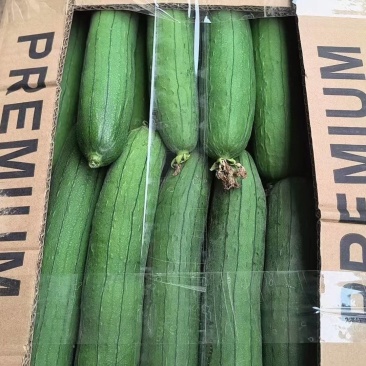 【推荐】江苏鲜花丝瓜大量上市产地直发量大从优