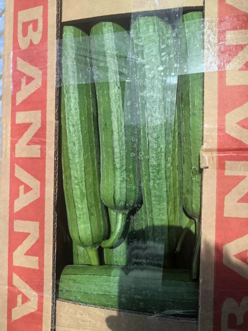 【推荐】江苏鲜花丝瓜大量上市产地直发量大从优