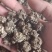 猫爪草猫抓草批发煮水煲汤好货