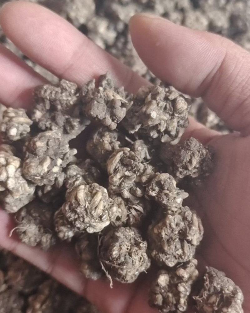 猫爪草猫抓草批发煮水煲汤好货