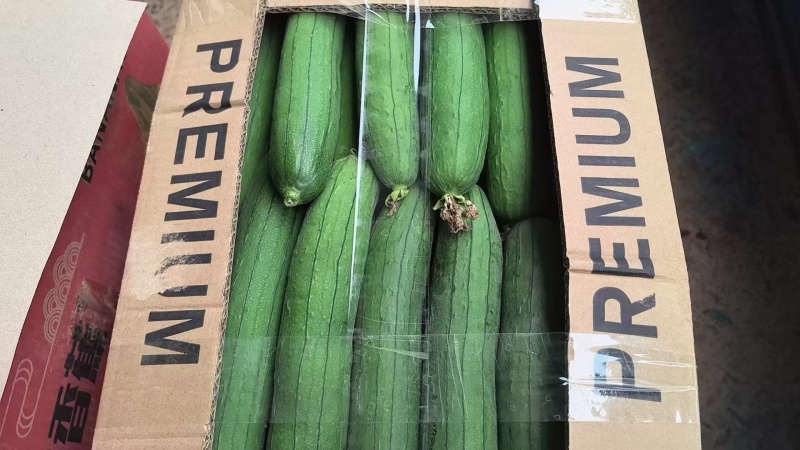 【实力】江苏淮安鲜花丝瓜大量接单品质保证欢迎来电