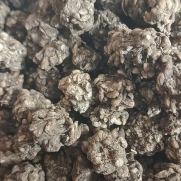 猫爪草猫抓草批发煮水煲汤好货