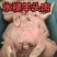 全熟水煮熟羊头肉，纯干货无骨头，适合羊杂汤等多种用途。