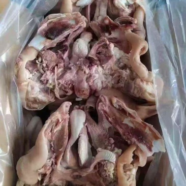 七成熟羊头肉，精修干净，全部低价出，支持样品试货质量保证