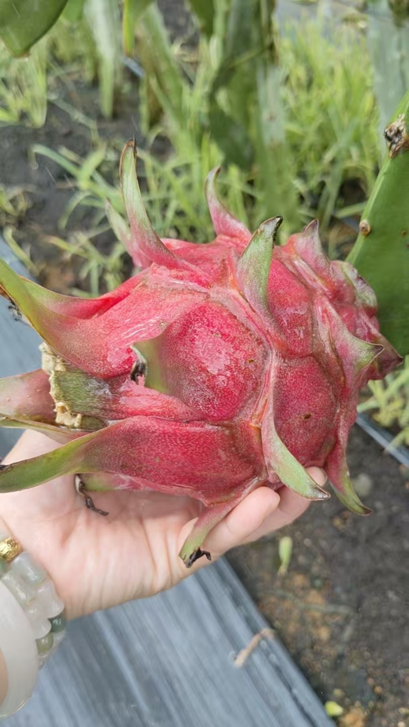 金都1号火龙果