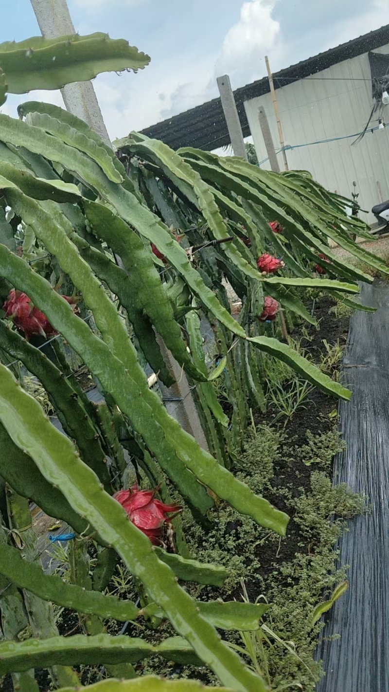 金都1号火龙果
