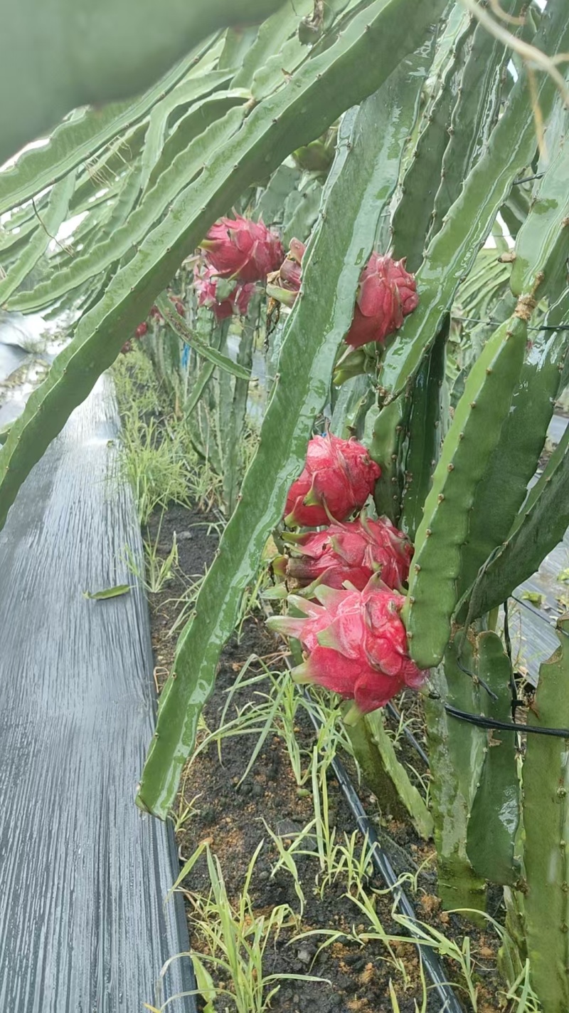 金都1号火龙果