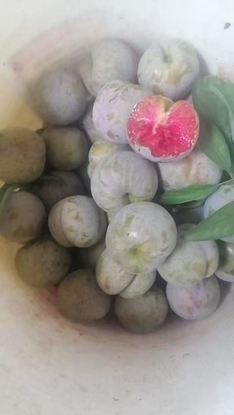 湖北李子，大量有货，对接全国市场电商平台，欢迎合作