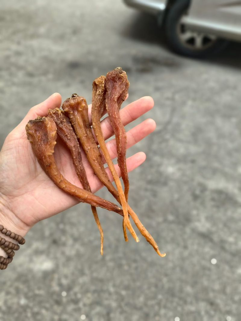 高原大货藏雪参一手货源无熏硫天然滋补食材整货散货批发