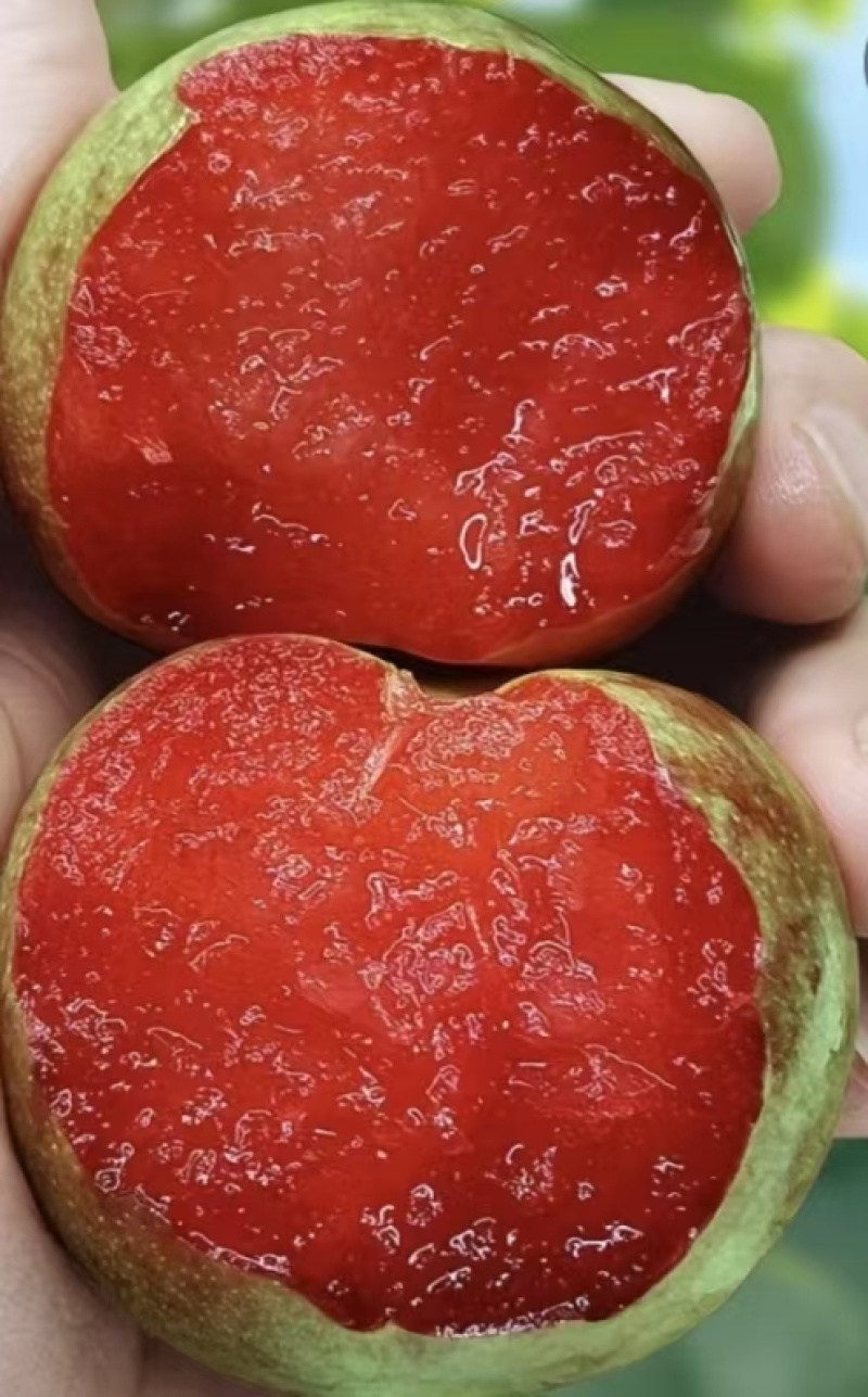 味帝李子，产地一手货源，可视频看货，欢迎新老客户合作