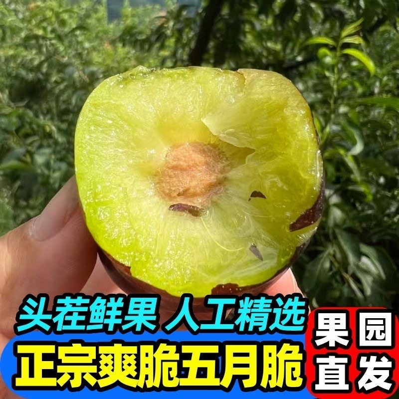 五月脆，（对接电商）原产地直发，日发3万单，大量有货，