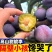 五月脆，（对接电商）原产地直发，日发3万单，大量有货，