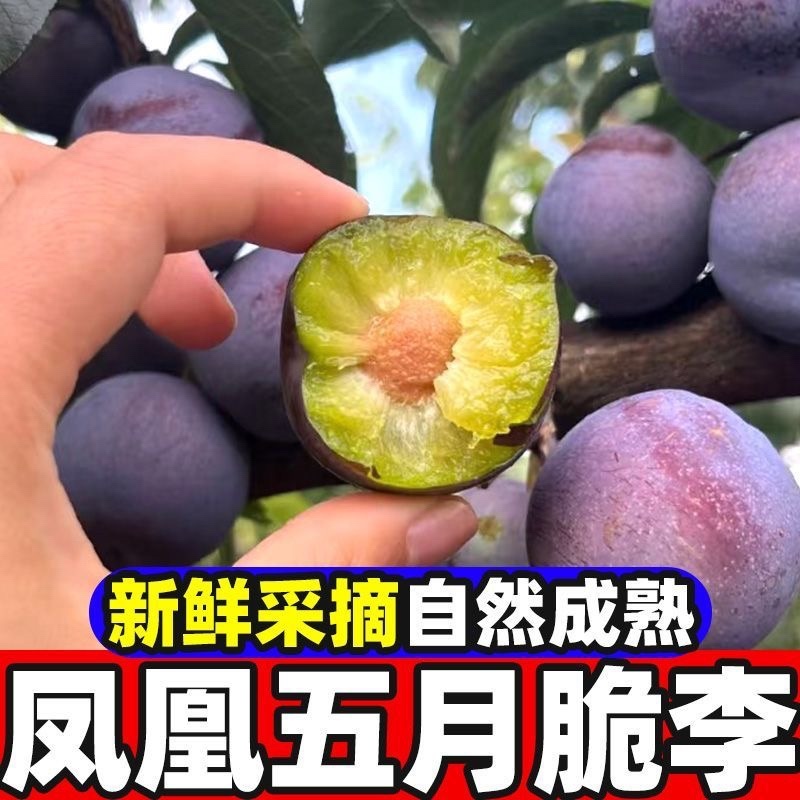 五月脆，（对接电商）原产地直发，日发3万单，大量有货，