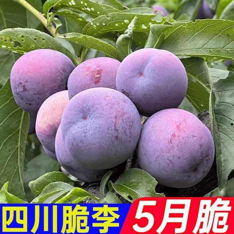五月脆，（对接电商）原产地直发，日发3万单，大量有货，