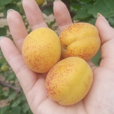 荷兰香蜜杏，软硬两吃，果园直采，量大稳定，品质保障