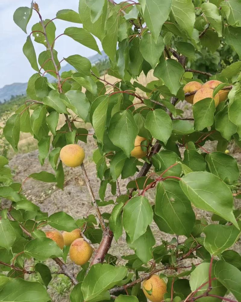 山东原产地荷兰香蜜杏大量上市，量大价优，果园直采