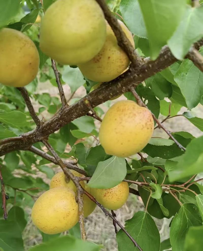 山东原产地荷兰香蜜杏大量上市，量大价优，果园直采