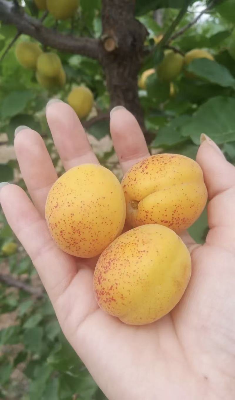 山东原产地荷兰香蜜杏大量上市，量大价优，果园直采