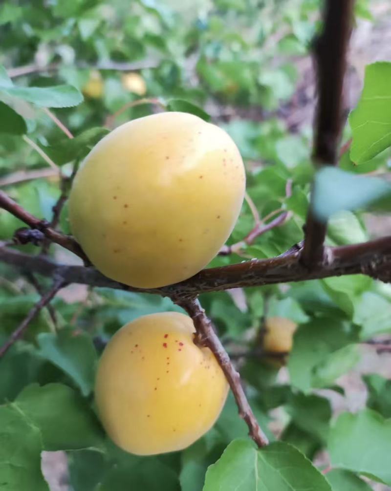 山东原产地荷兰香蜜杏大量上市，量大价优，果园直采