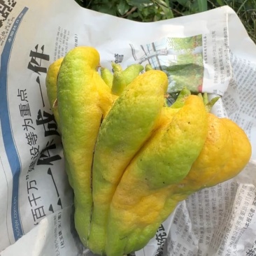 佛手，川佛手，佛手鲜果