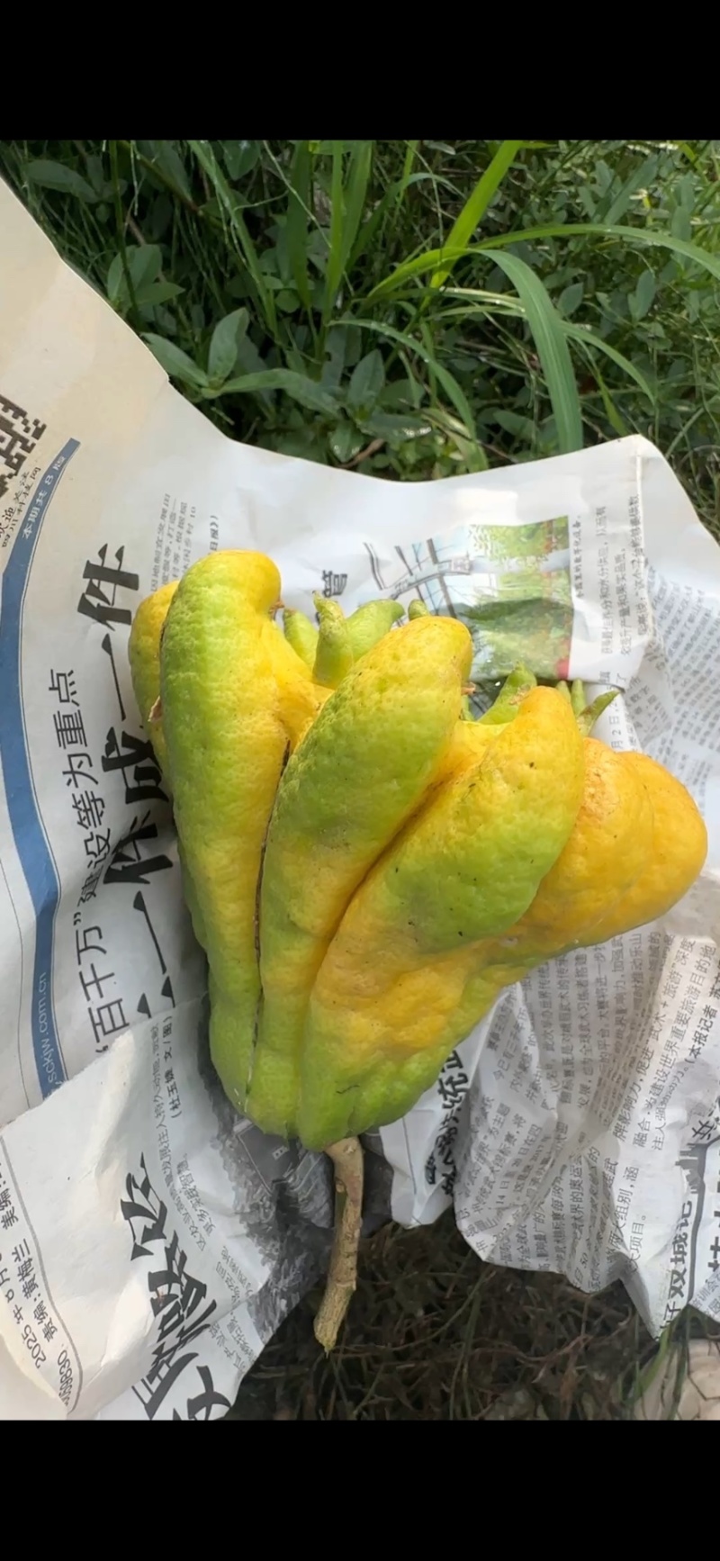 佛手，川佛手，佛手鲜果