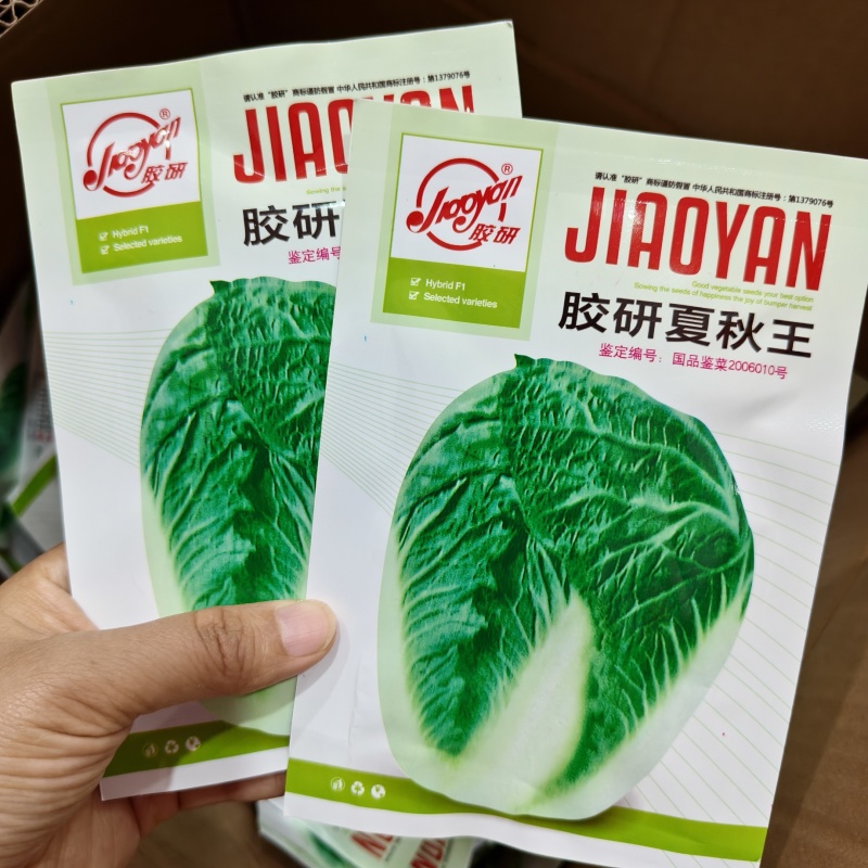 胶研夏秋王大白菜种子耐热夏秋大白菜种子包球紧刺毛少叠抱