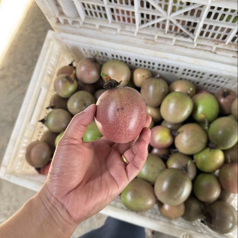 蜜桃百香果