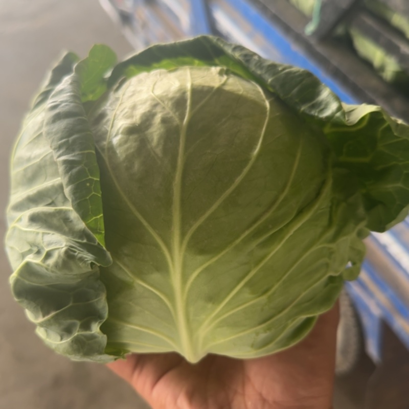精品甘蓝