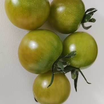 小番茄红紫青黄粉