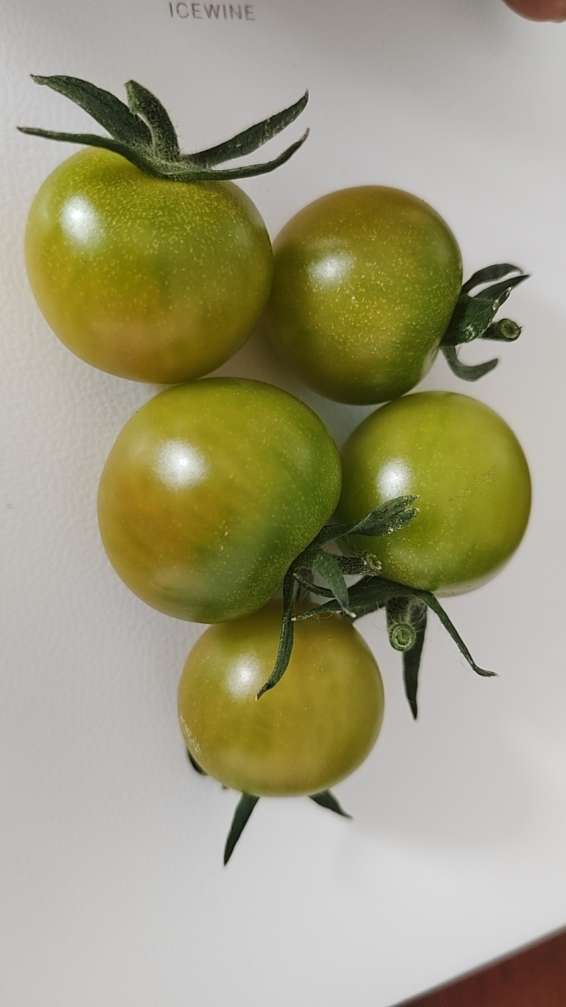 小番茄红紫青黄粉