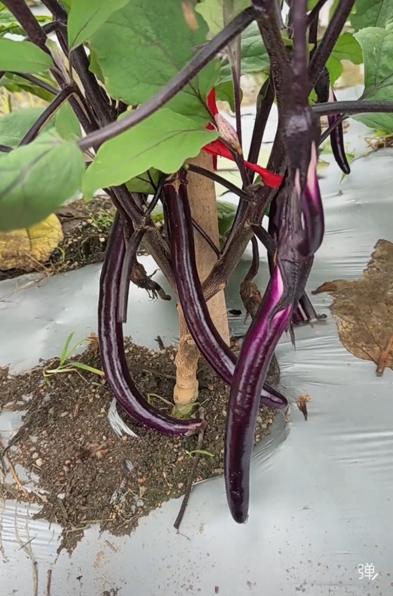 高山精品红线茄价格实惠欢迎咨询