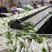 陕西定边白萝卜市场商超工厂规格多支持视频看货