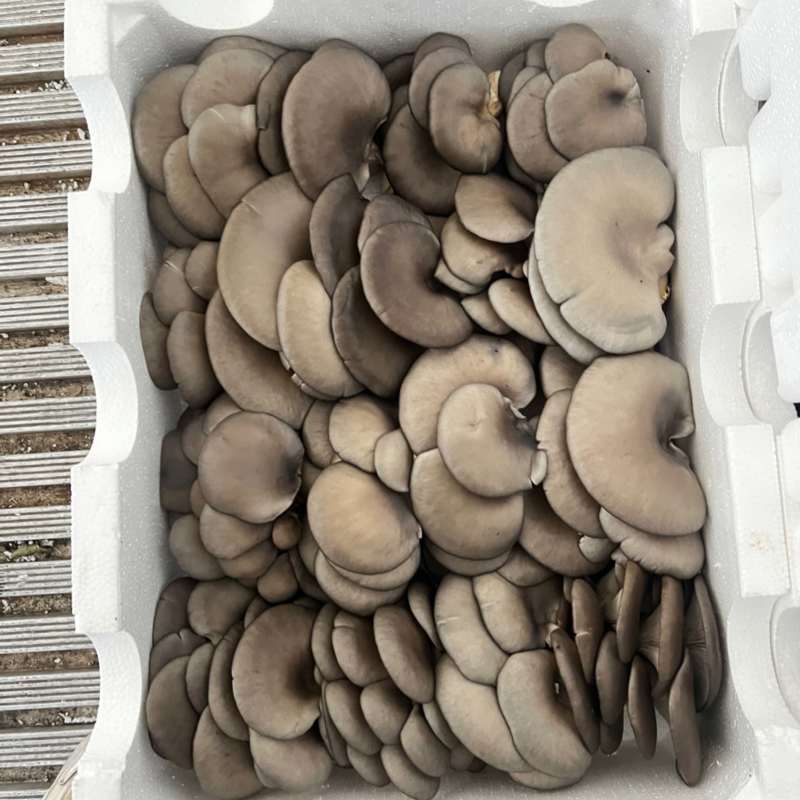 沐风而长，携香而来，一味平菇，百味生活，欢迎采购洽谈合作