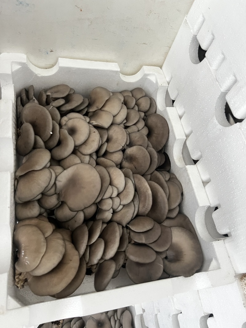 沐风而长，携香而来，一味平菇，百味生活，欢迎采购洽谈合作