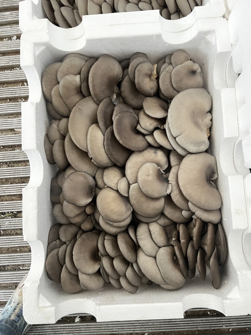 沐风而长，携香而来，一味平菇，百味生活，欢迎采购洽谈合作