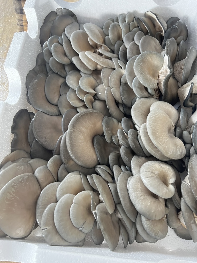 沐风而长，携香而来，一味平菇，百味生活，欢迎采购洽谈合作