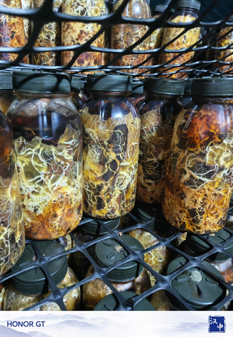 优质高产枝条蜜环菌，水剂蜜环菌