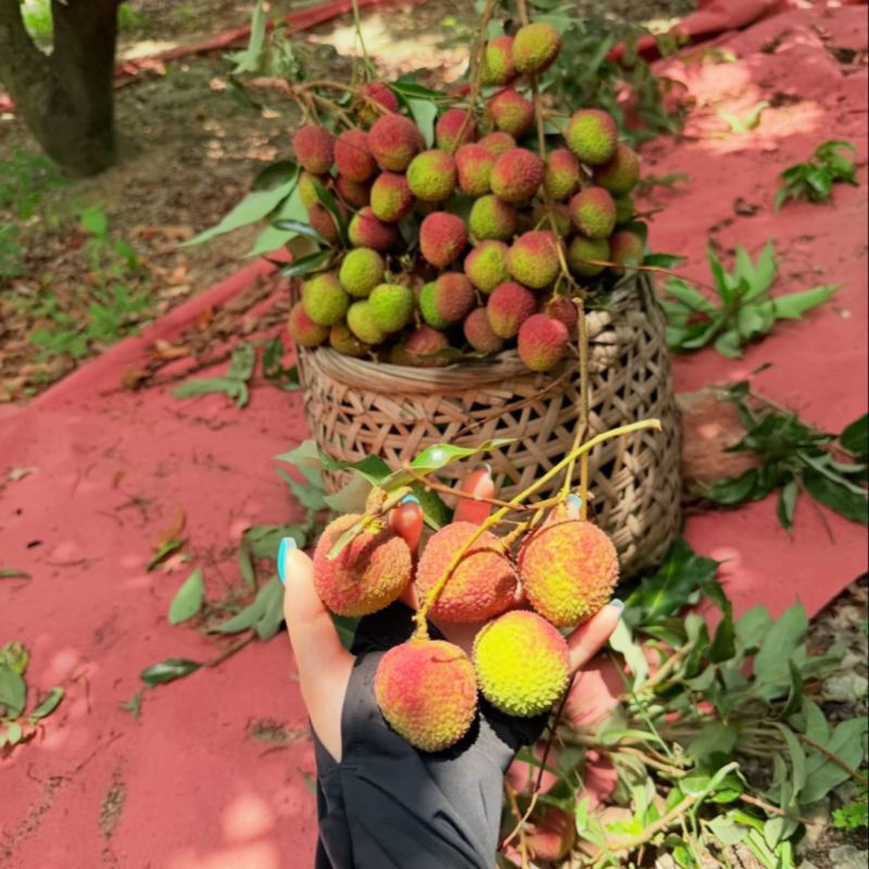 基地直供妃子笑量大价低