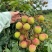 基地直供妃子笑量大价低