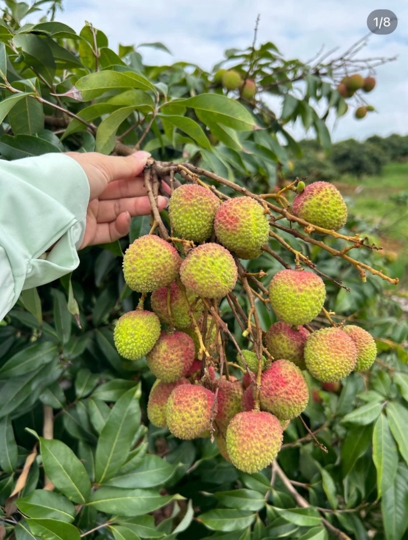 基地直供妃子笑量大价低