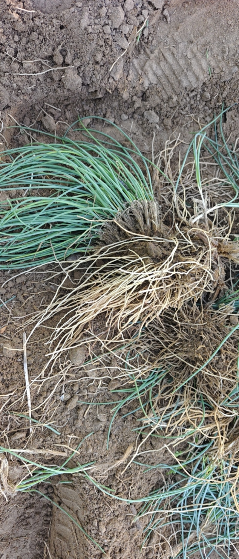 大量出售沙葱根苗