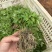 正宗厚皮川黄柏