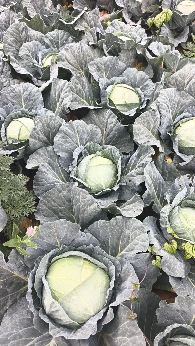精品莲花白便宜了