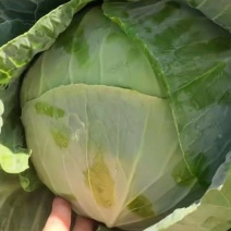 精品莲花白便宜了