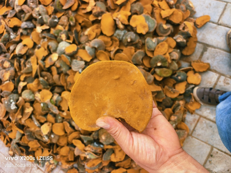 精品暴马丁香桑黄