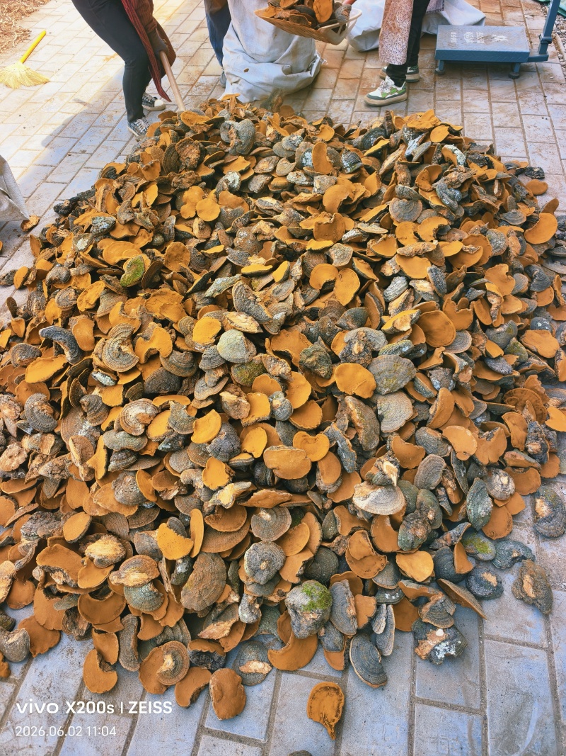 精品暴马丁香桑黄