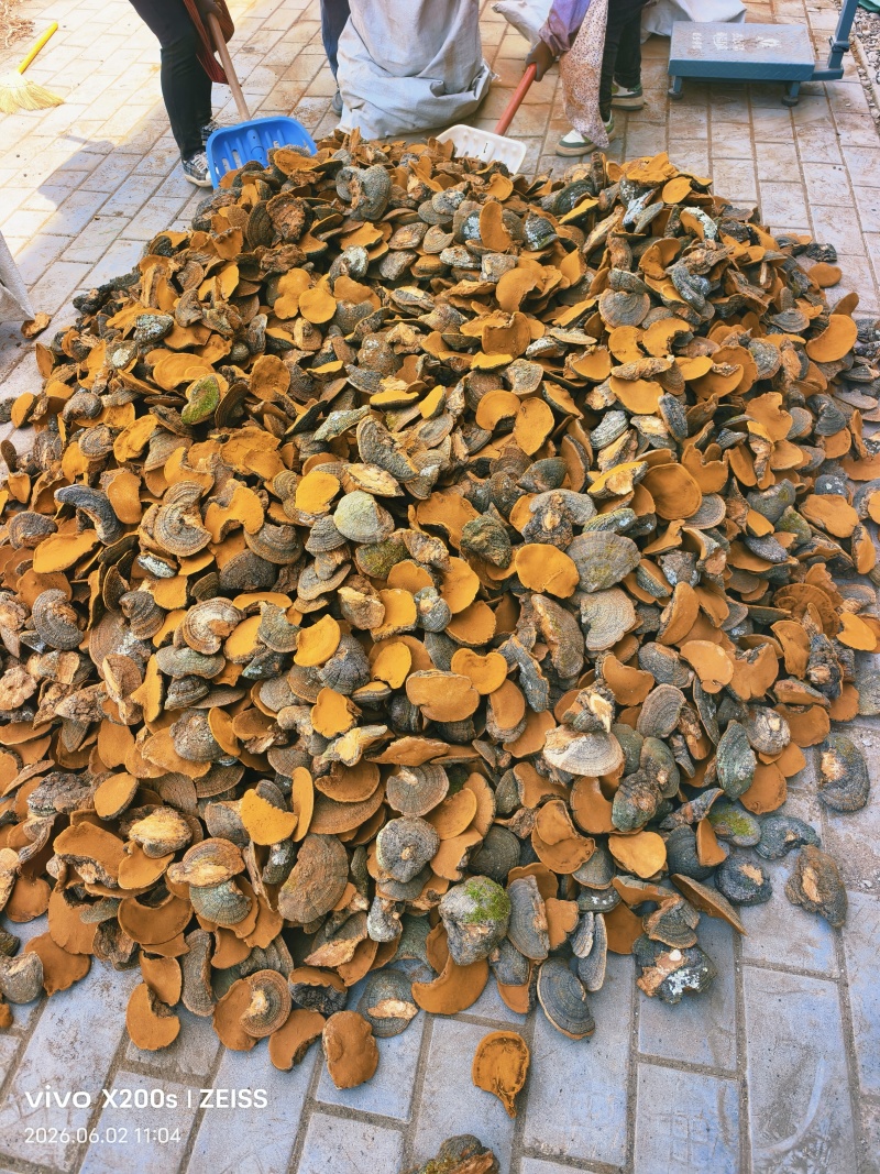 精品暴马丁香桑黄