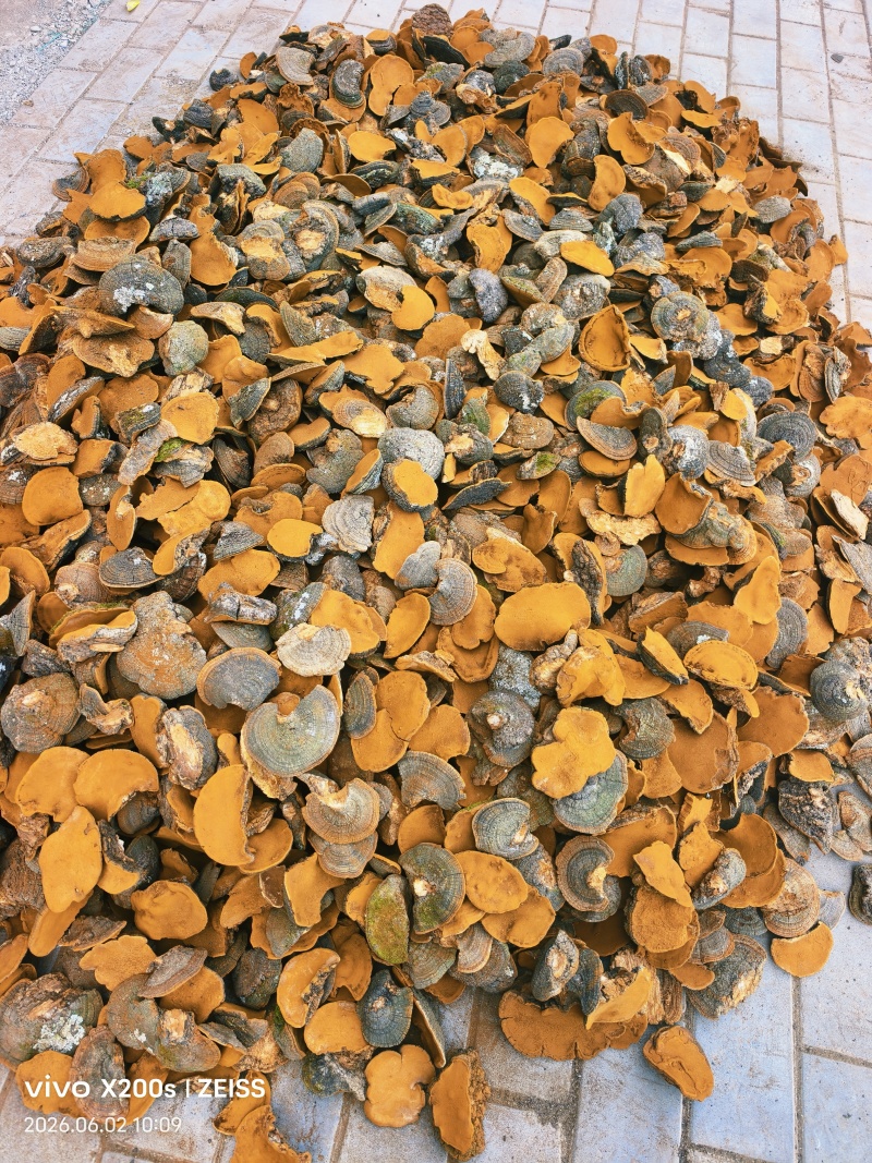 精品暴马丁香桑黄