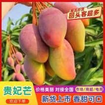 广西现摘贵妃芒果香甜多汁产地直供量大价优市场电商一件代发