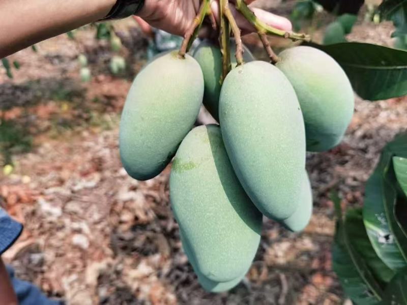 广西百色金煌芒，大量供应，多种方式渠道都可以，一件代发